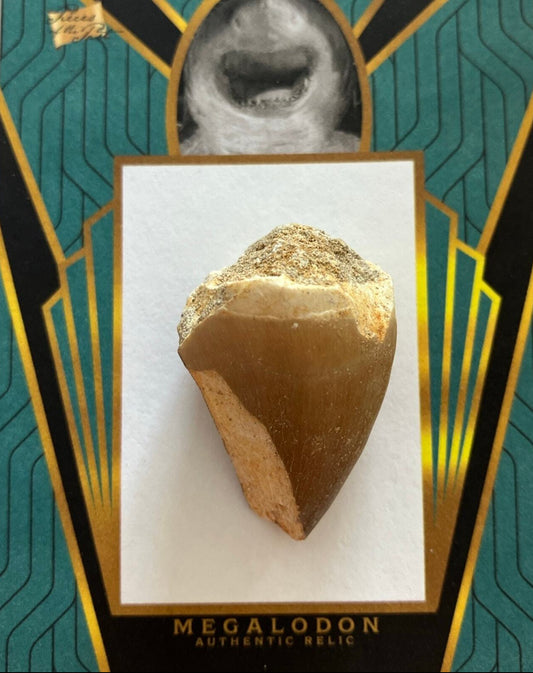 megalodon tooth card!!!
